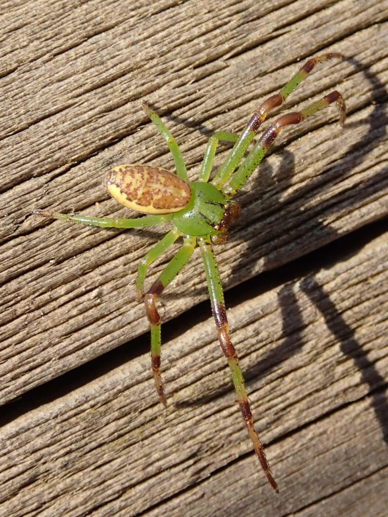 Thomisidae:  Diaea dorsata  - Lughignano (TV)